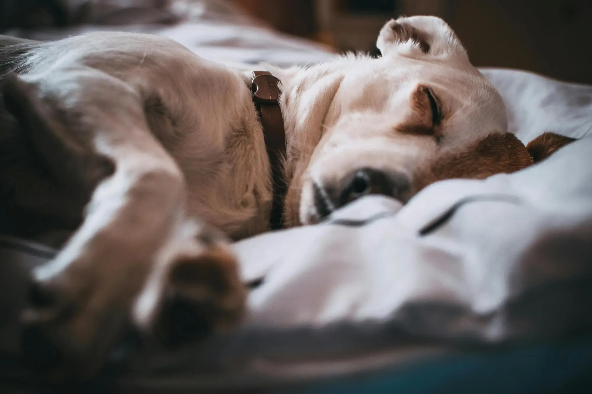 Pros and Cons of Allowing Pets in Your Columbia Rental Property